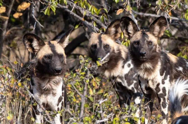 Read more about the article The plight of our painted dogs