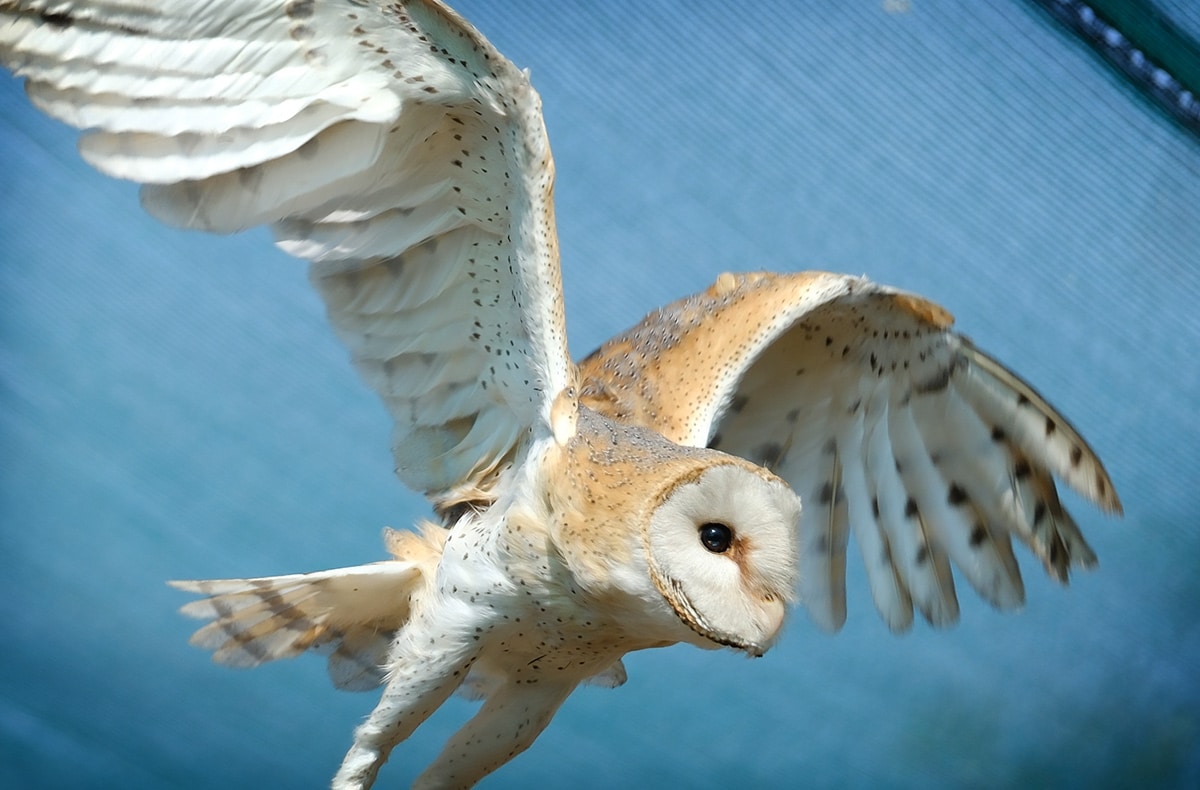 Owl rescue centre toyota sa s conservation efforts
